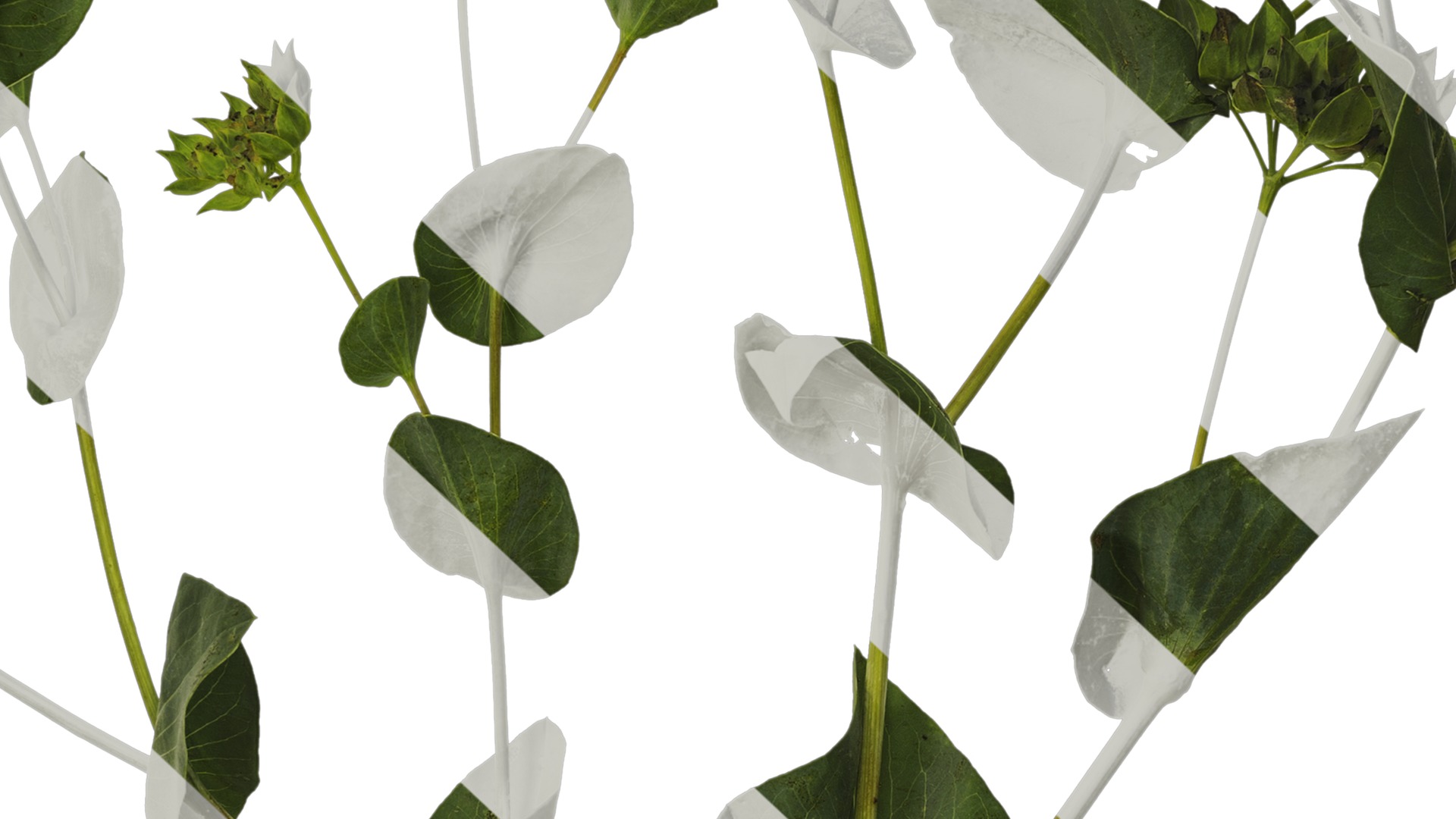 Anydrafts Bupleurum rotundifolium Atlas 05 Texture_7