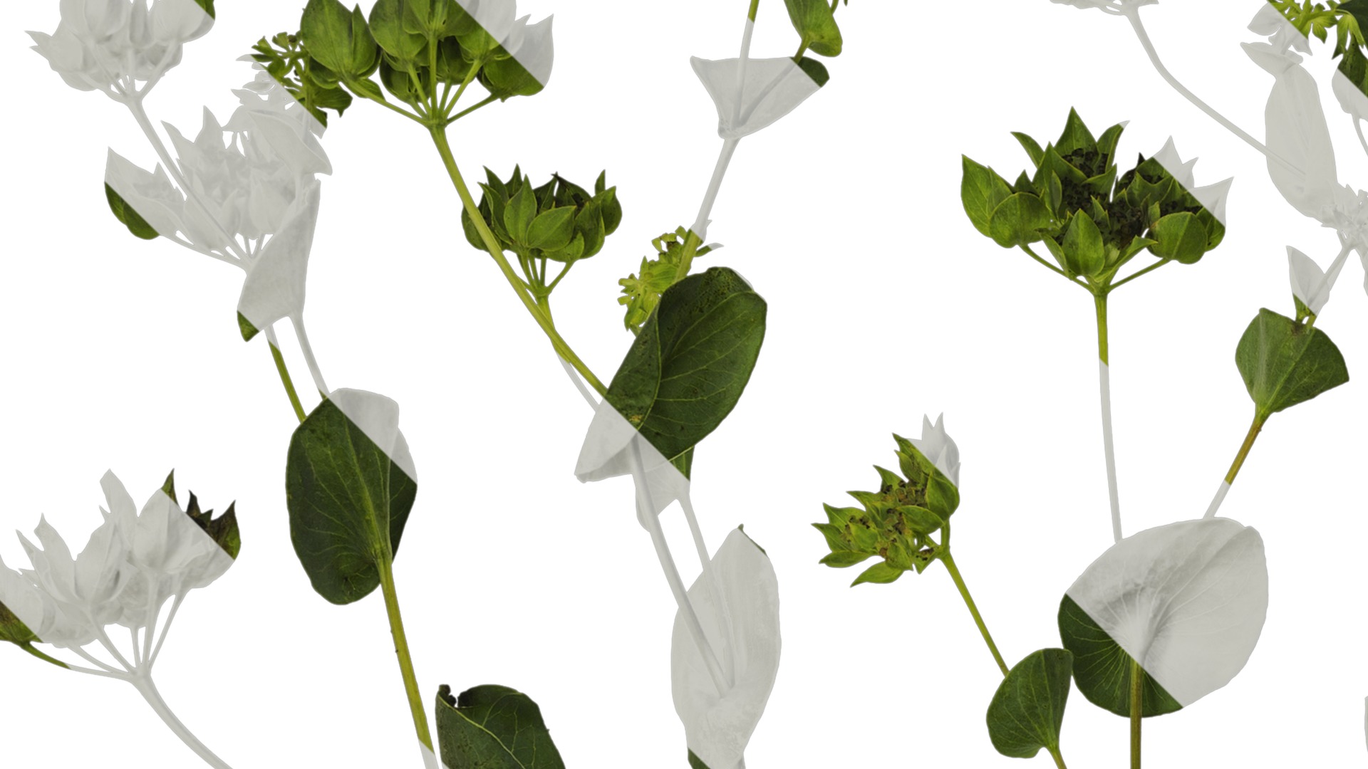 Anydrafts Bupleurum rotundifolium Atlas 05 Texture_3