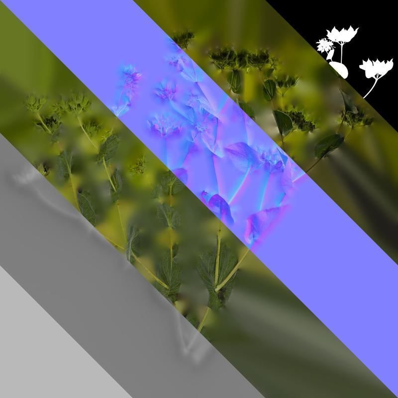 Anydrafts Bupleurum rotundifolium Atlas 05 Texture_8