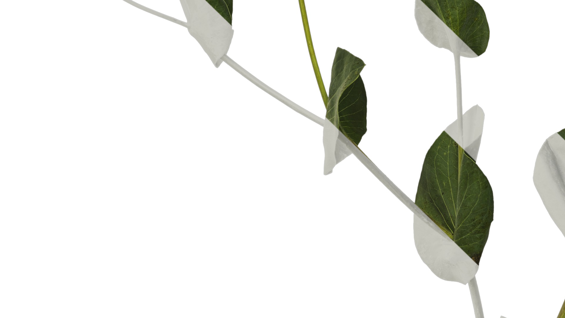 Anydrafts Bupleurum rotundifolium Atlas 05 Texture_5