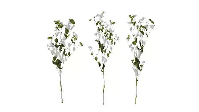 Anydrafts Bupleurum rotundifolium Atlas 07