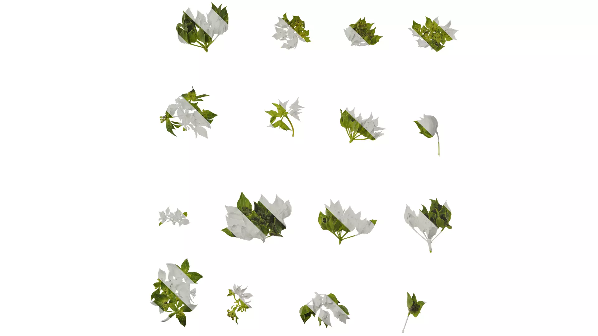 Anydrafts Bupleurum rotundifolium Flower 01 Texture_0