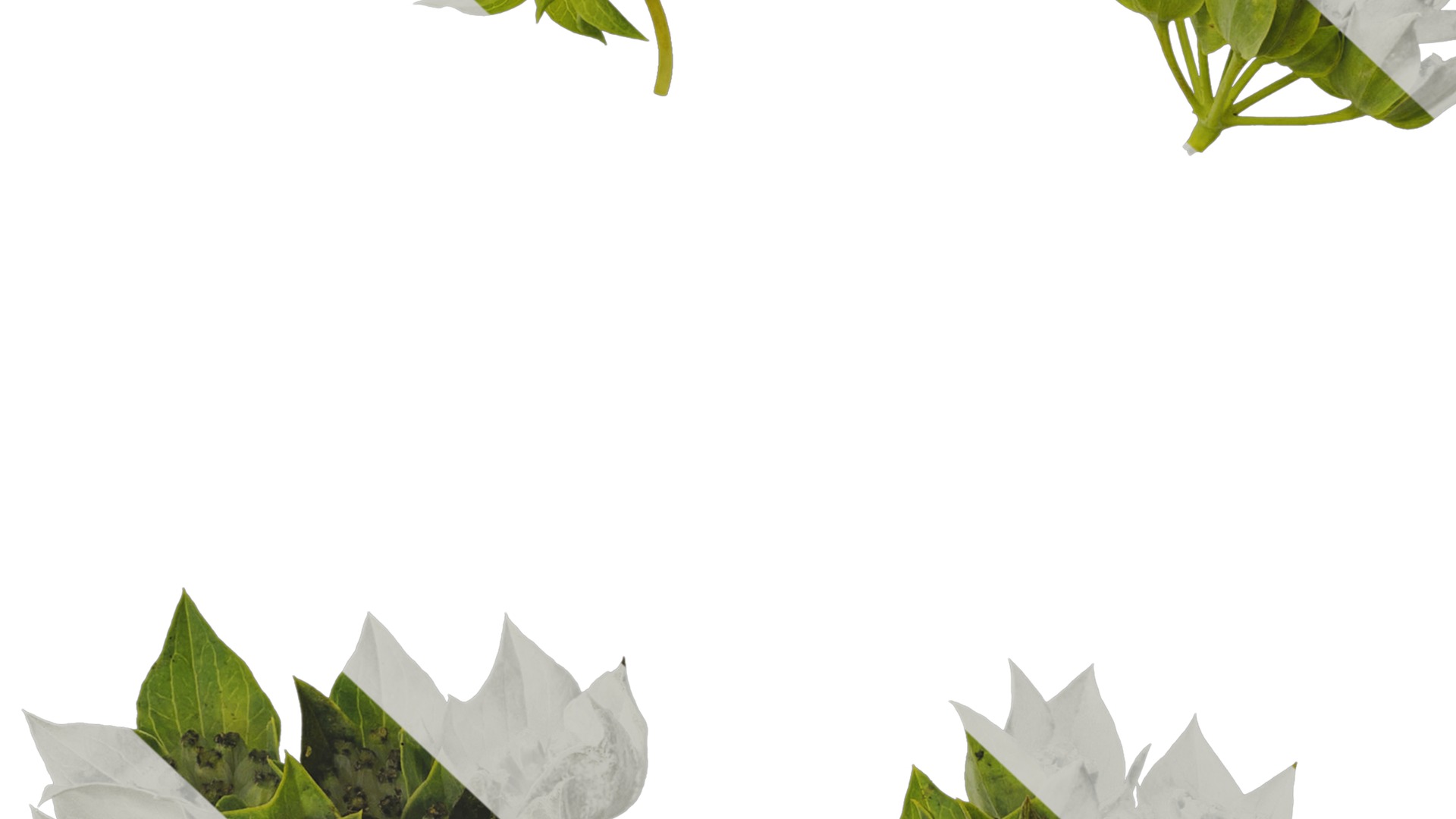 Anydrafts Bupleurum rotundifolium Flower 01 Texture_7