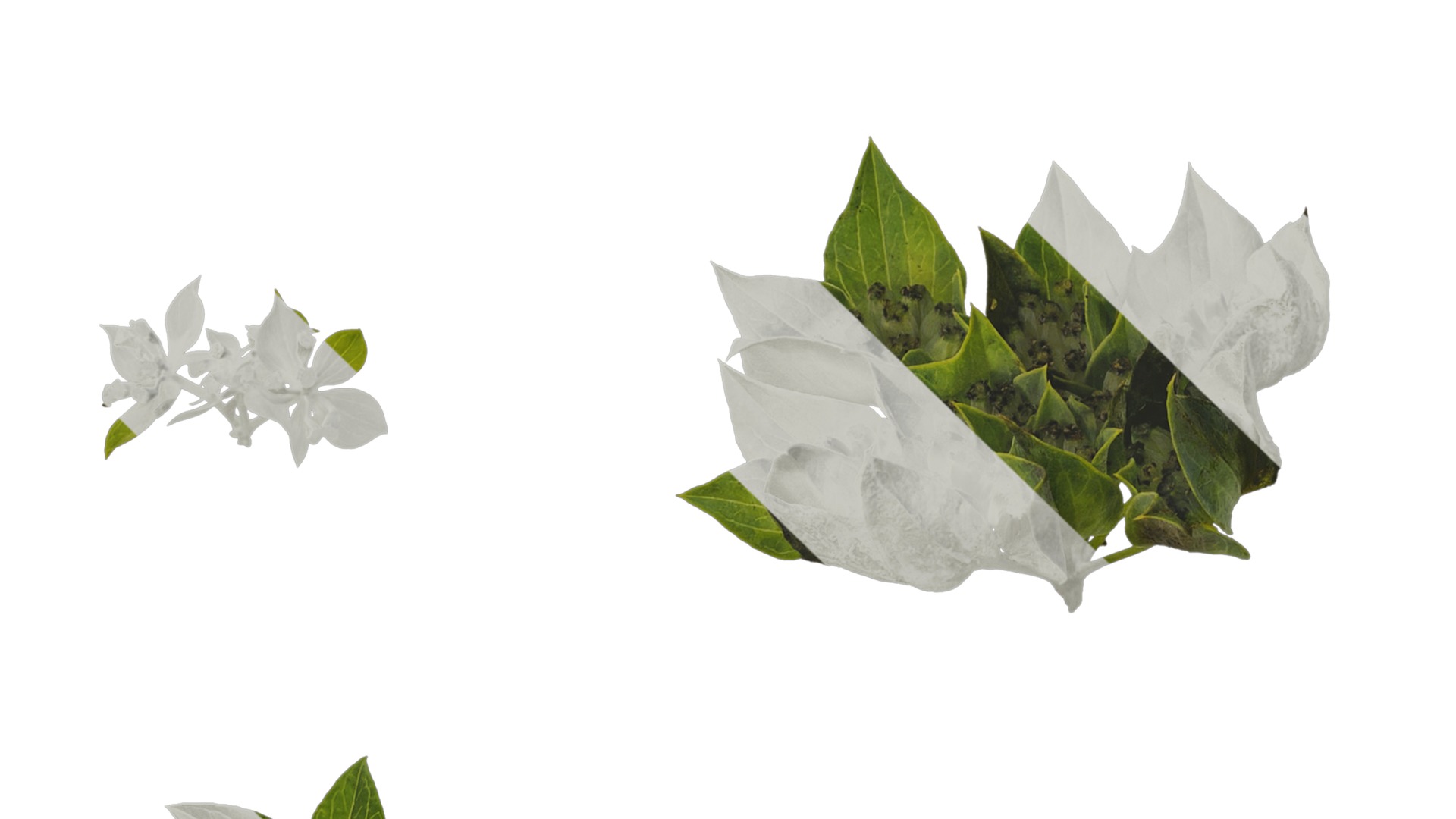 Anydrafts Bupleurum rotundifolium Flower 01 Texture_5