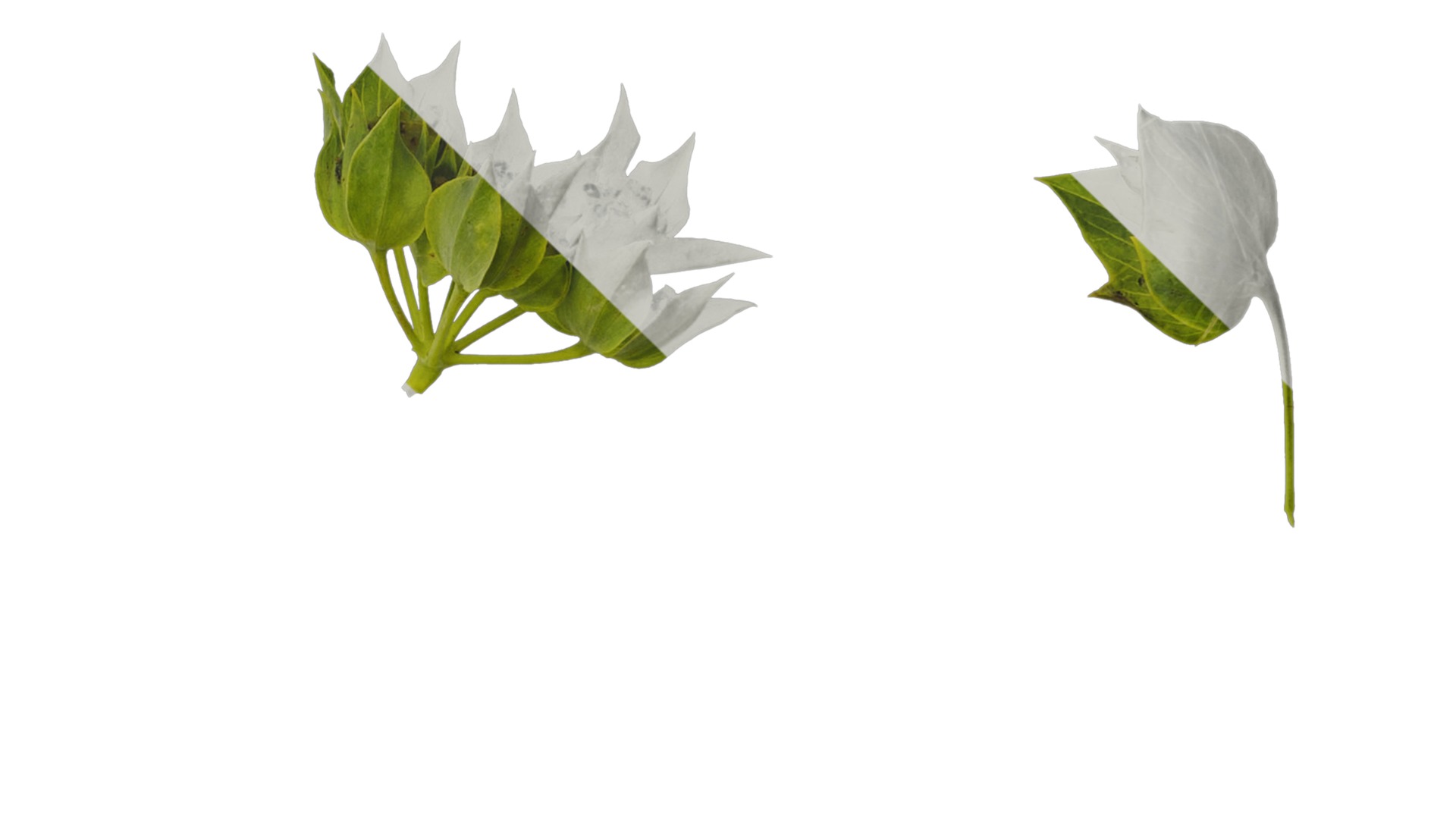 Anydrafts Bupleurum rotundifolium Flower 01 Texture_4