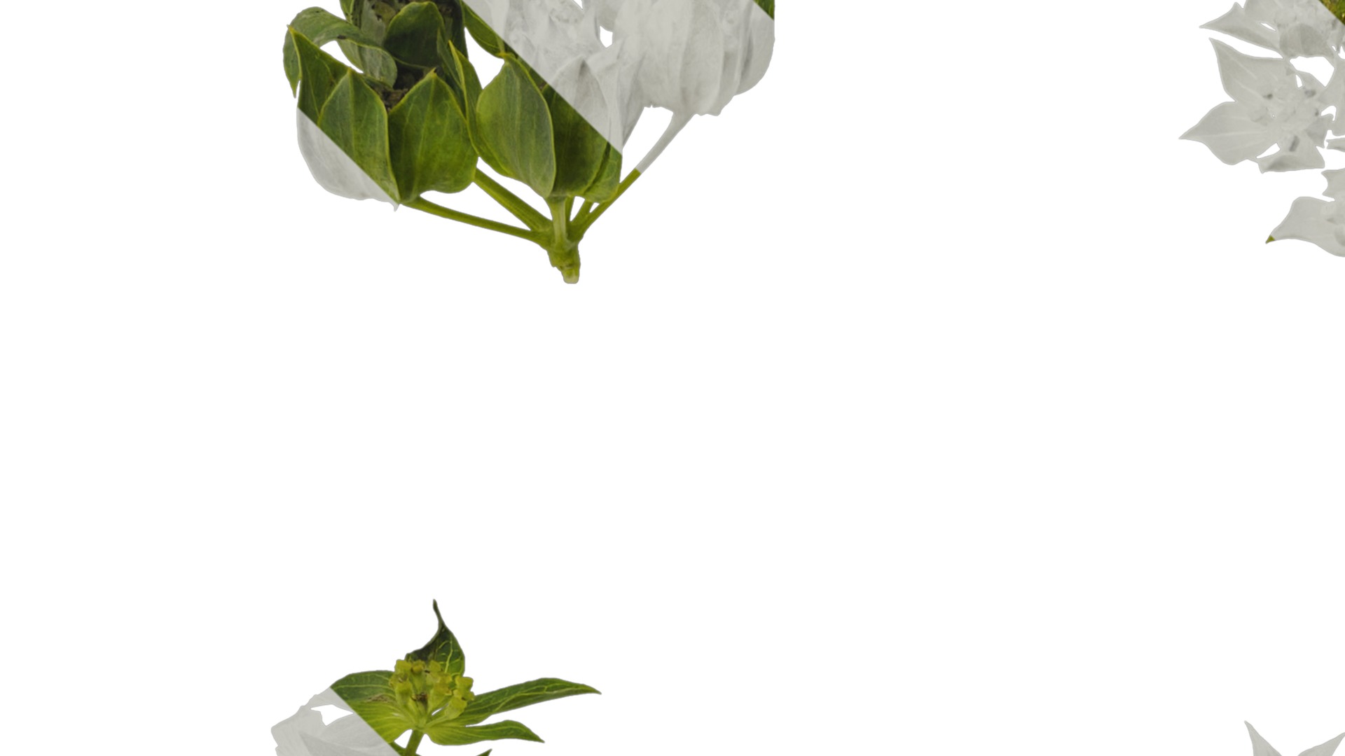 Anydrafts Bupleurum rotundifolium Flower 01 Texture_1