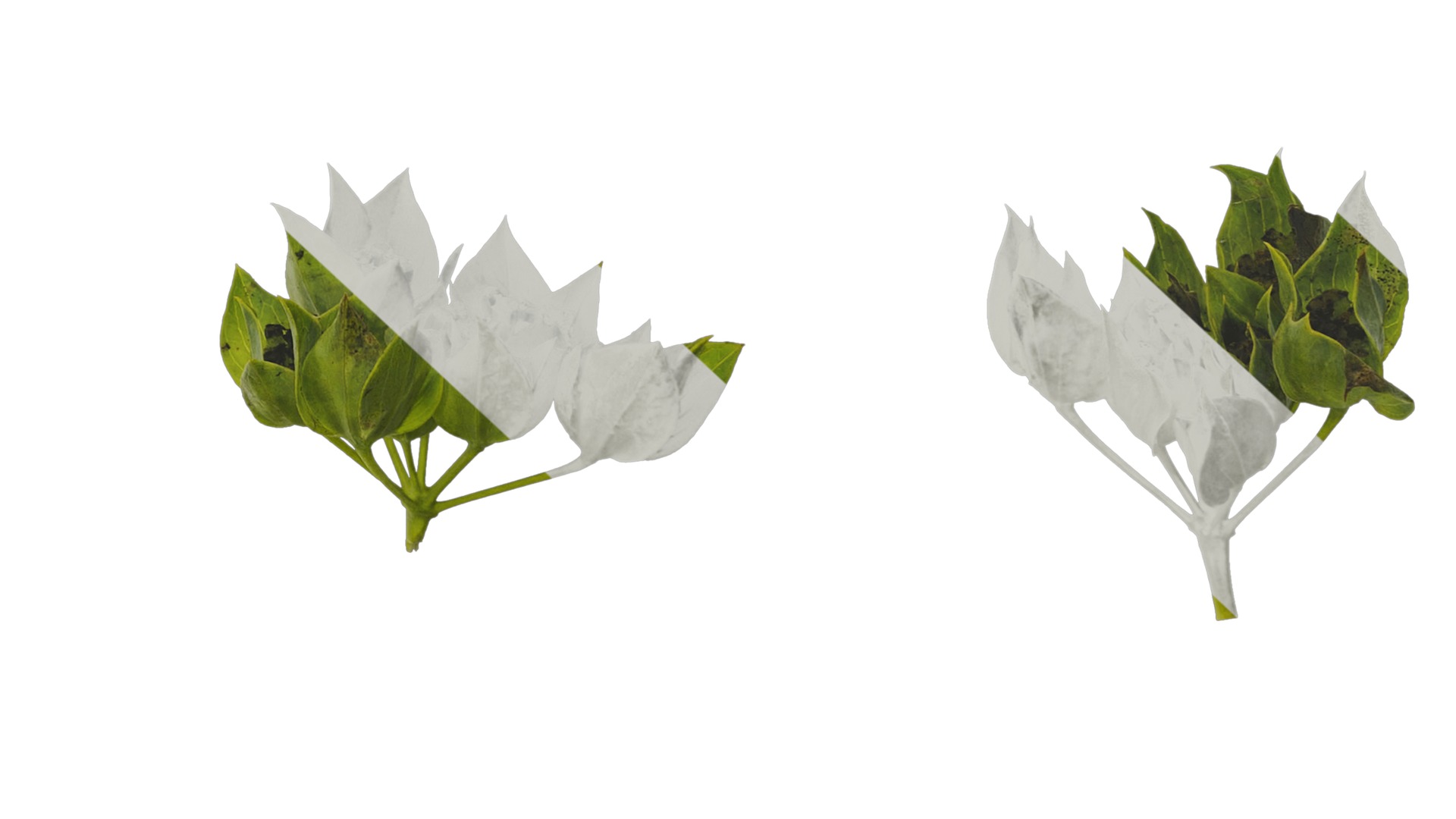 Anydrafts Bupleurum rotundifolium Flower 01 Texture_6