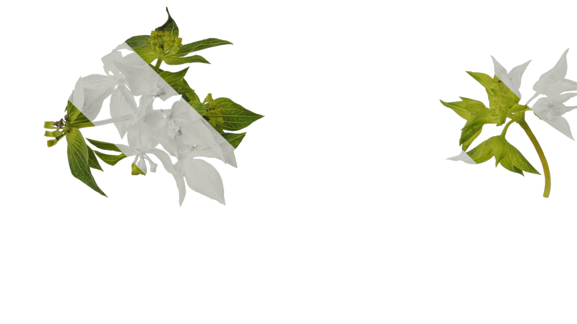 Anydrafts Bupleurum rotundifolium Flower 01 Texture_3