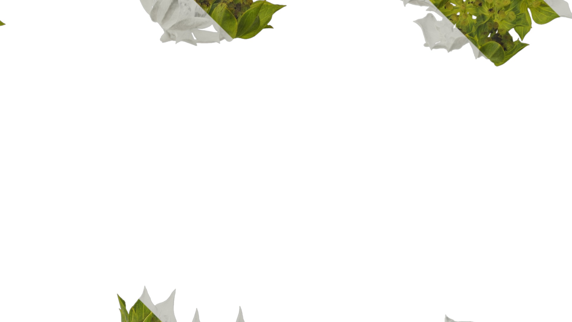 Anydrafts Bupleurum rotundifolium Flower 01 Texture_2