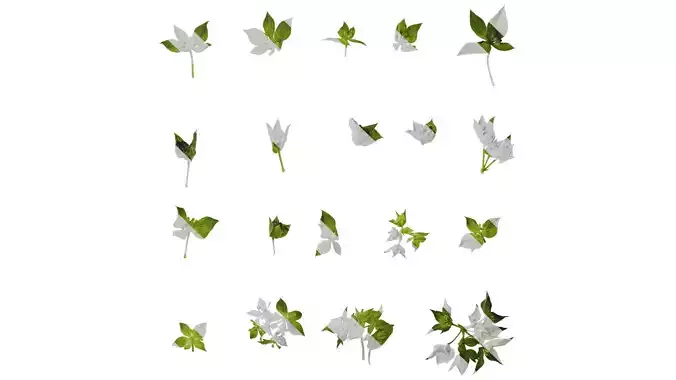 Anydrafts Bupleurum rotundifolium Flower 02