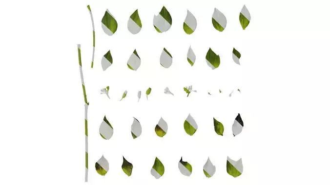 Anydrafts Bupleurum rotundifolium Flower 03