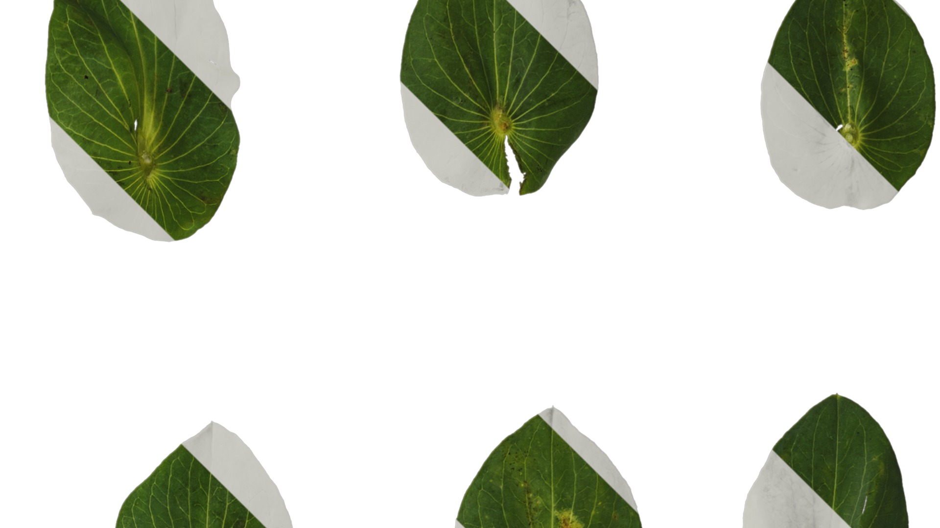 Anydrafts Bupleurum rotundifolium Leaf 01 Texture_2