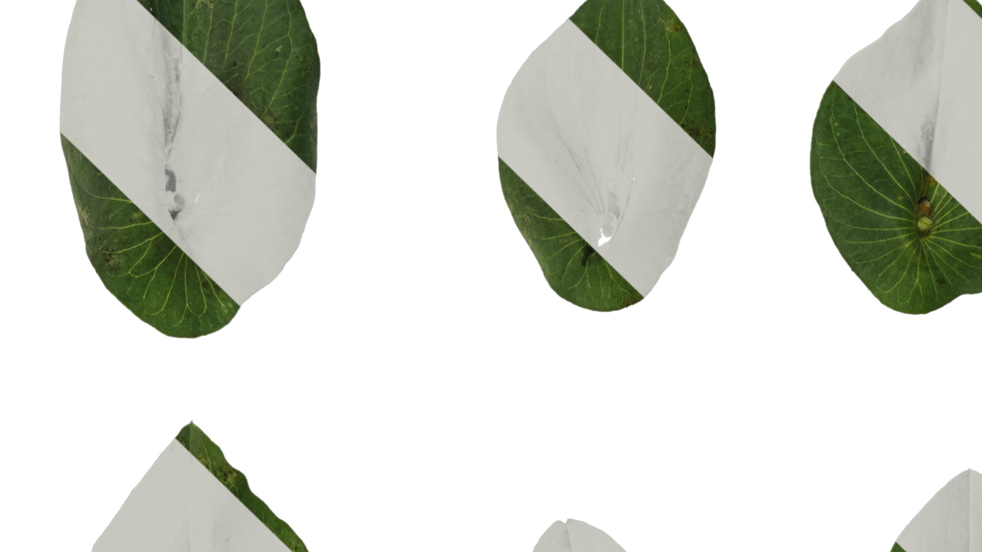 Anydrafts Bupleurum rotundifolium Leaf 01 Texture_1