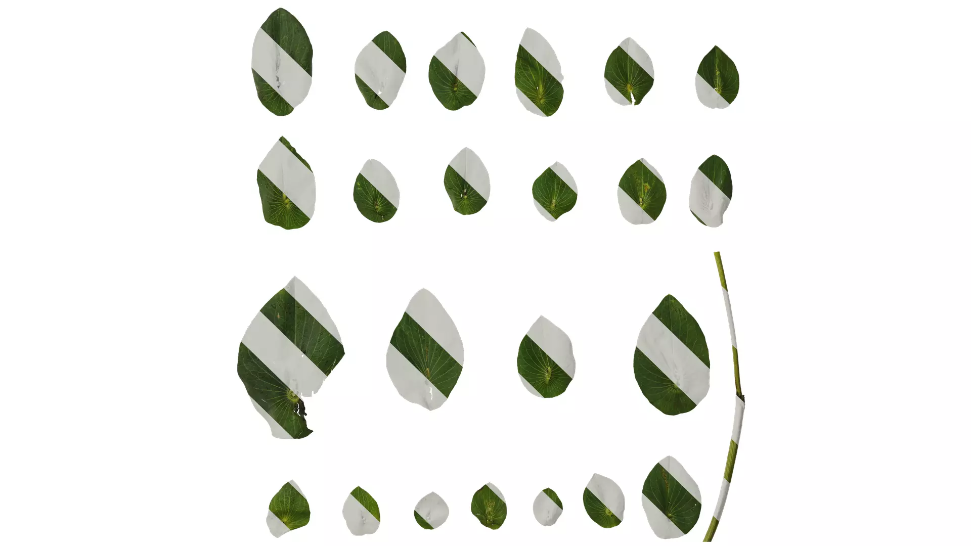 Anydrafts Bupleurum rotundifolium Leaf 01 Texture_0