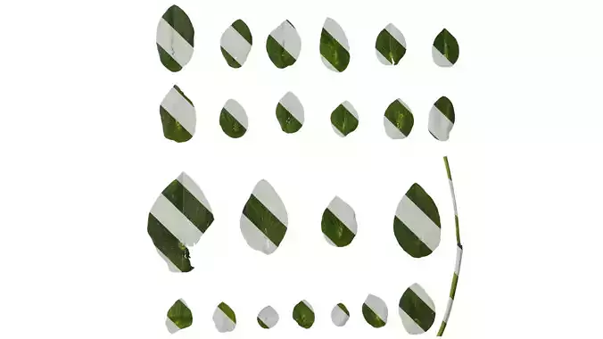 Anydrafts Bupleurum rotundifolium Leaf 01