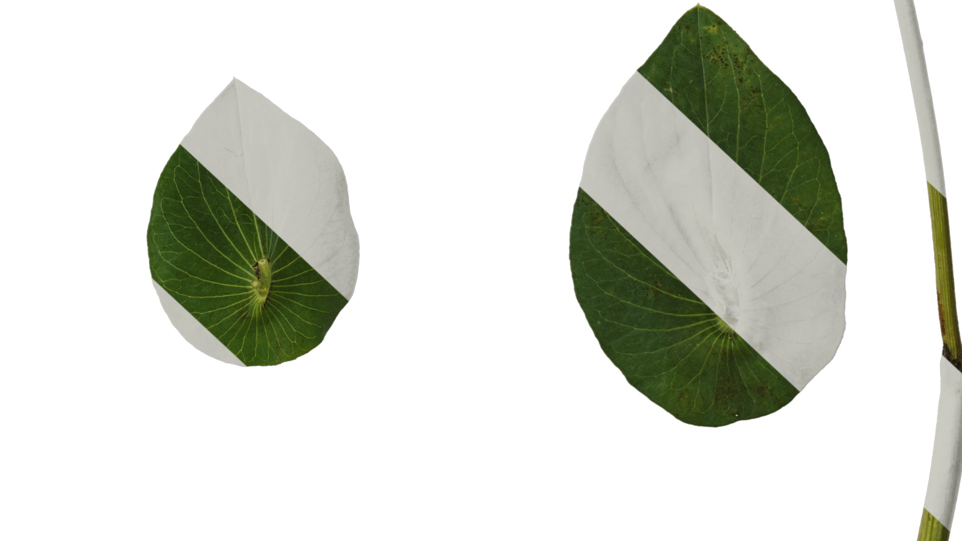 Anydrafts Bupleurum rotundifolium Leaf 01 Texture_6