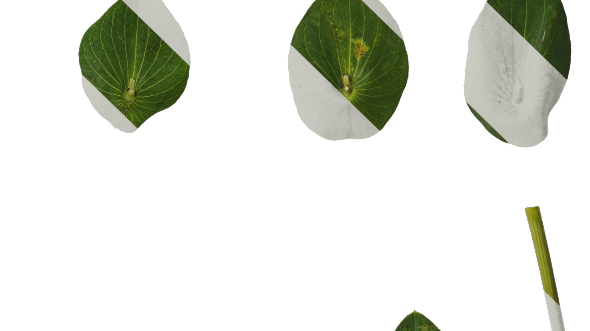 Anydrafts Bupleurum rotundifolium Leaf 01 Texture_4