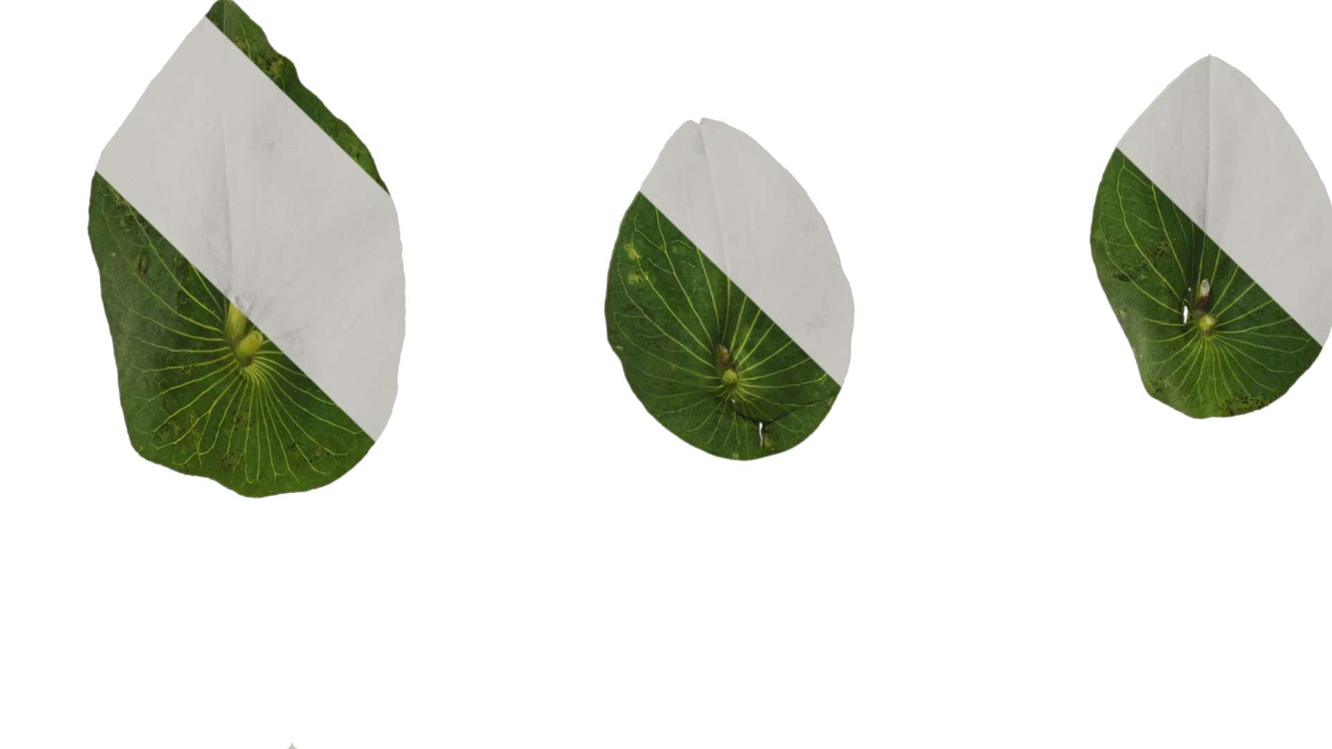 Anydrafts Bupleurum rotundifolium Leaf 01 Texture_3