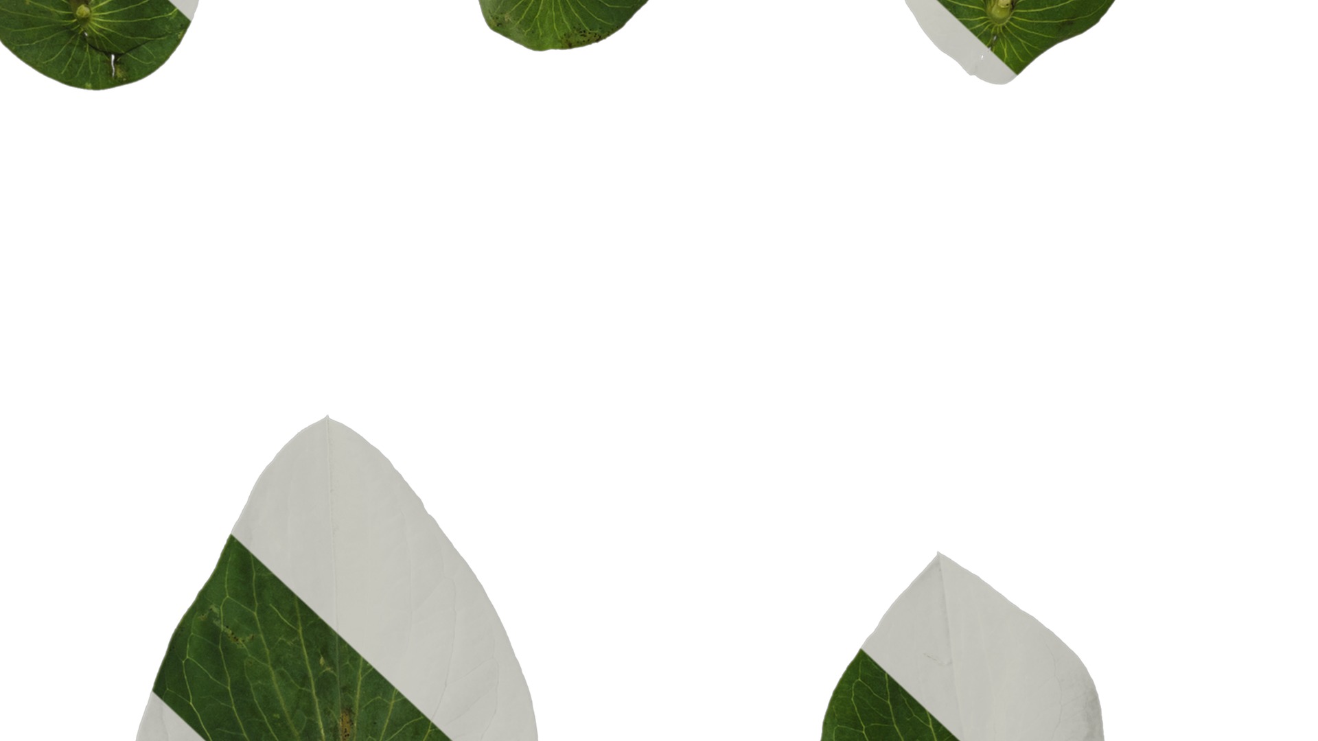 Anydrafts Bupleurum rotundifolium Leaf 01 Texture_7