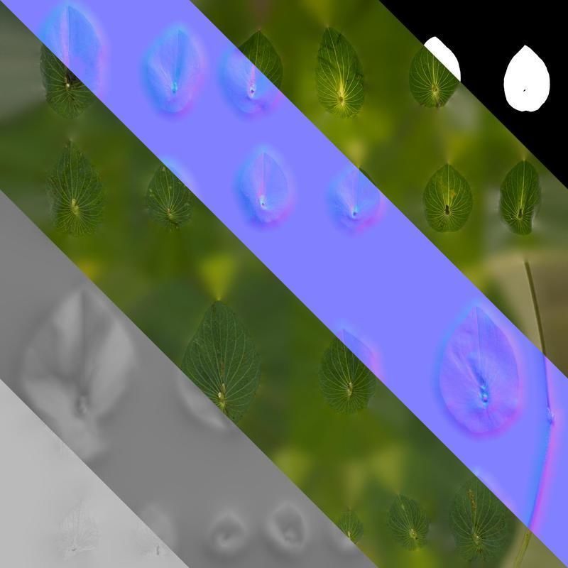 Anydrafts Bupleurum rotundifolium Leaf 01 Texture_8