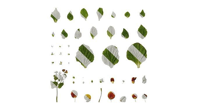 Anydrafts Calceolaria crenatiflora Atlas 01 Texture