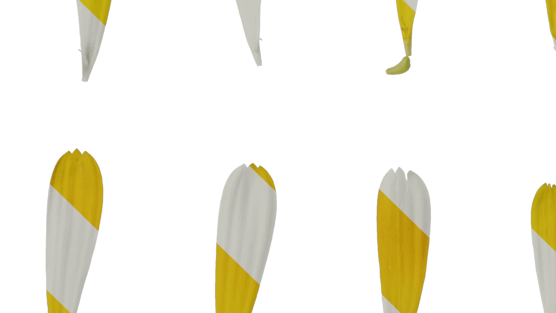 Anydrafts Calendula officinalis Flower 01 Texture_3