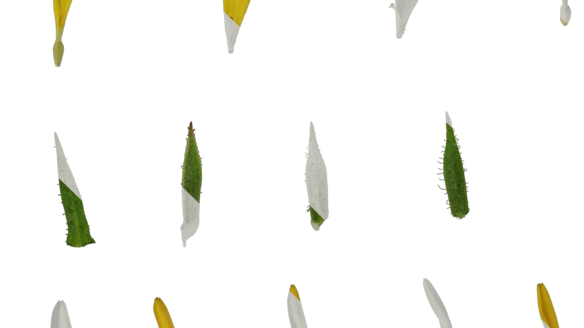 Anydrafts Calendula officinalis Flower 01 Texture_5