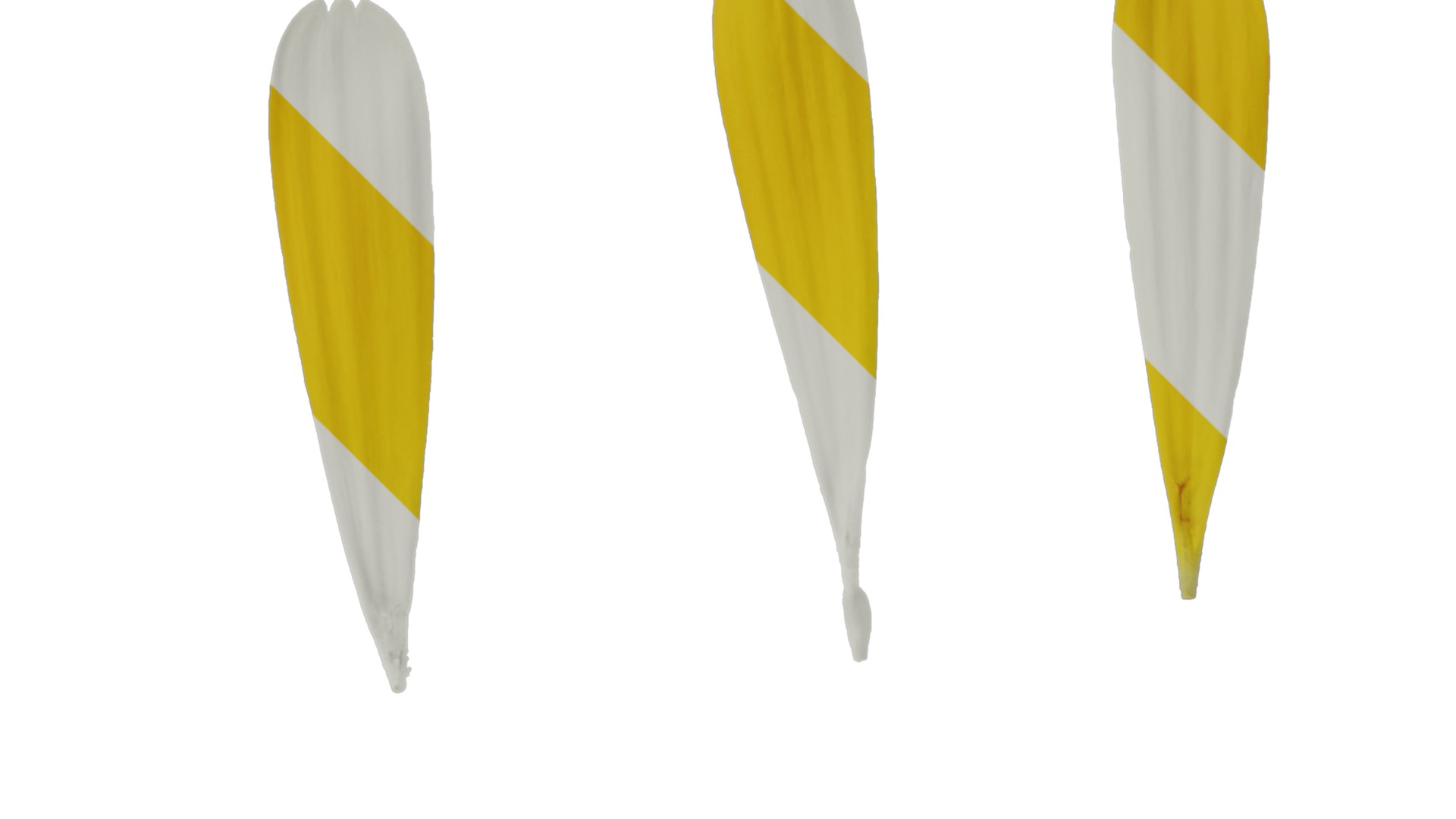 Anydrafts Calendula officinalis Flower 01 Texture_2