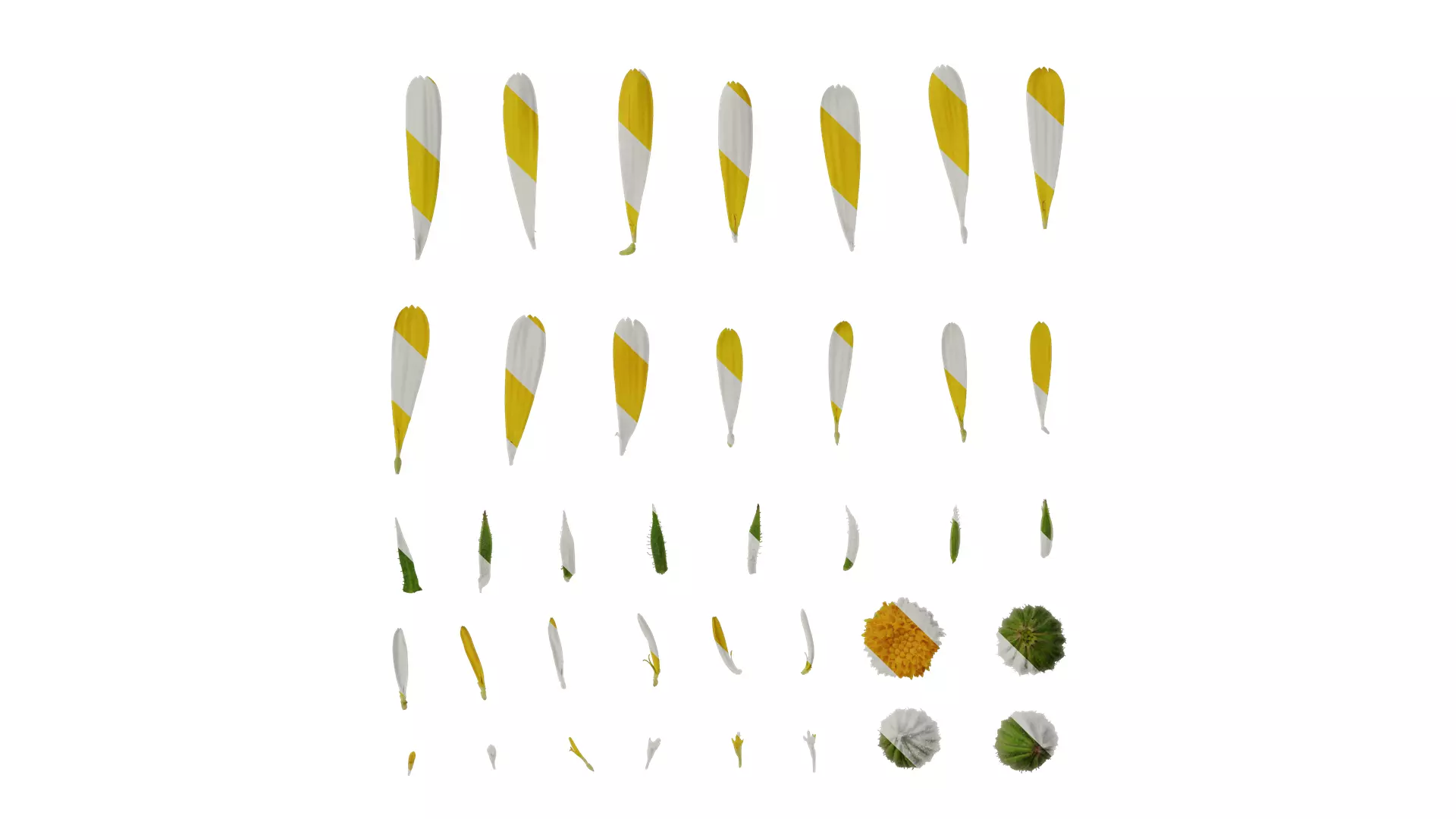 Anydrafts Calendula officinalis Flower 01 Texture_0