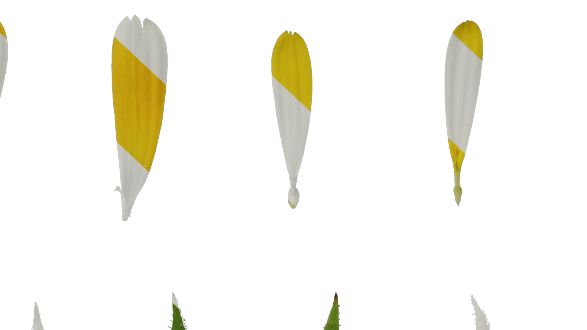 Anydrafts Calendula officinalis Flower 01 Texture_7