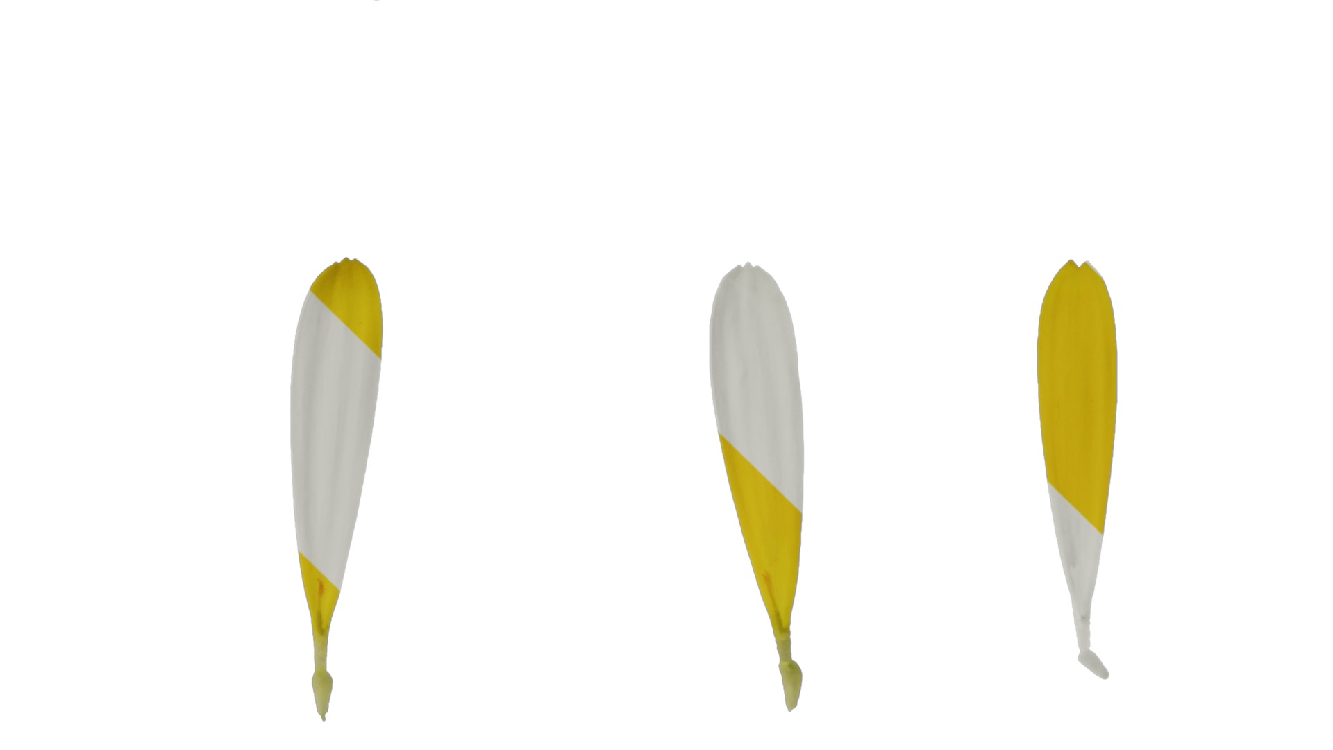 Anydrafts Calendula officinalis Flower 01 Texture_4