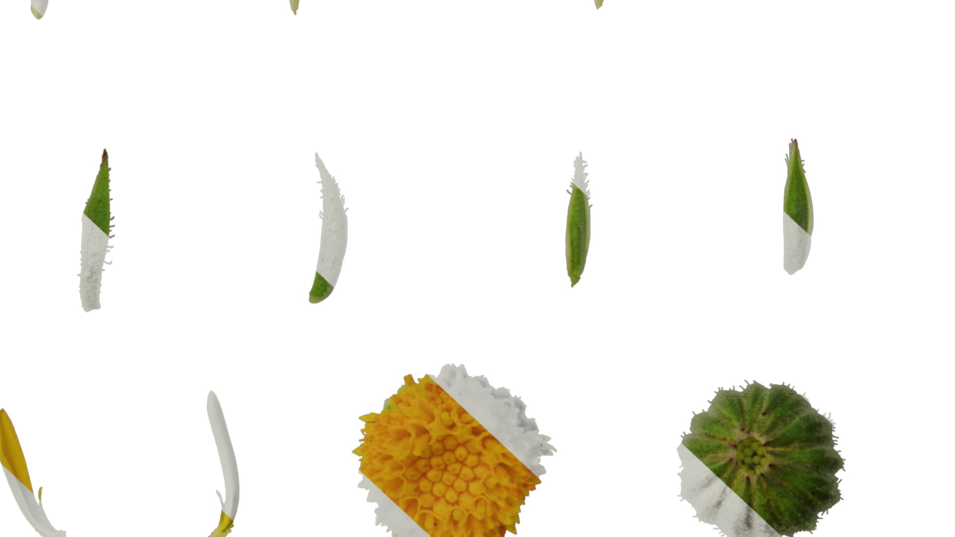 Anydrafts Calendula officinalis Flower 01 Texture_6