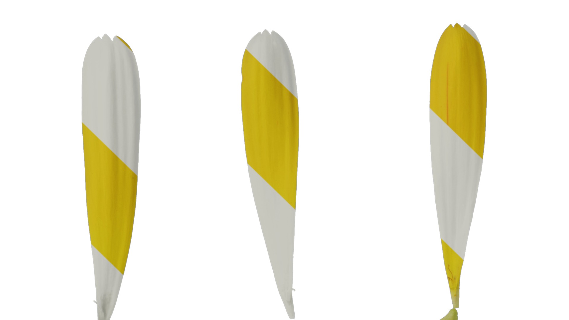 Anydrafts Calendula officinalis Flower 01 Texture_1