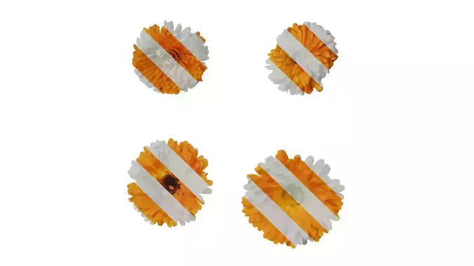 Anydrafts Calendula officinalis Flower 04