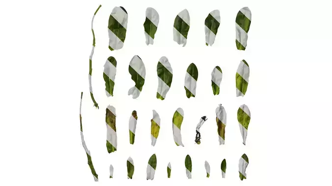 Anydrafts Calendula officinalis Leaf 01