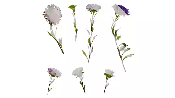 Anydrafts Callistephus chinensis Atlas 01