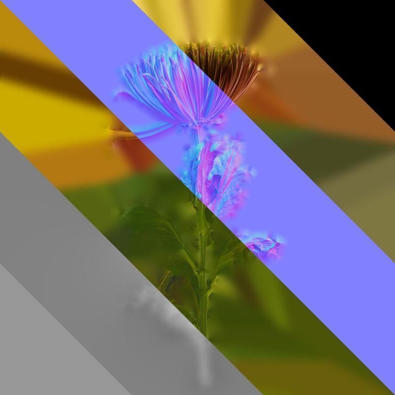 Anydrafts Callistephus chinensis Atlas 02 Texture_8