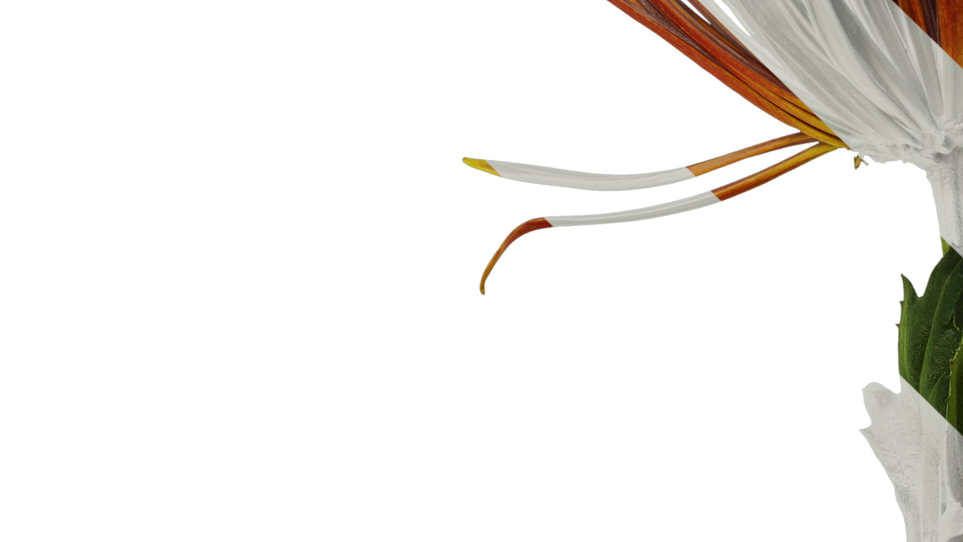 Anydrafts Callistephus chinensis Atlas 02 Texture_3