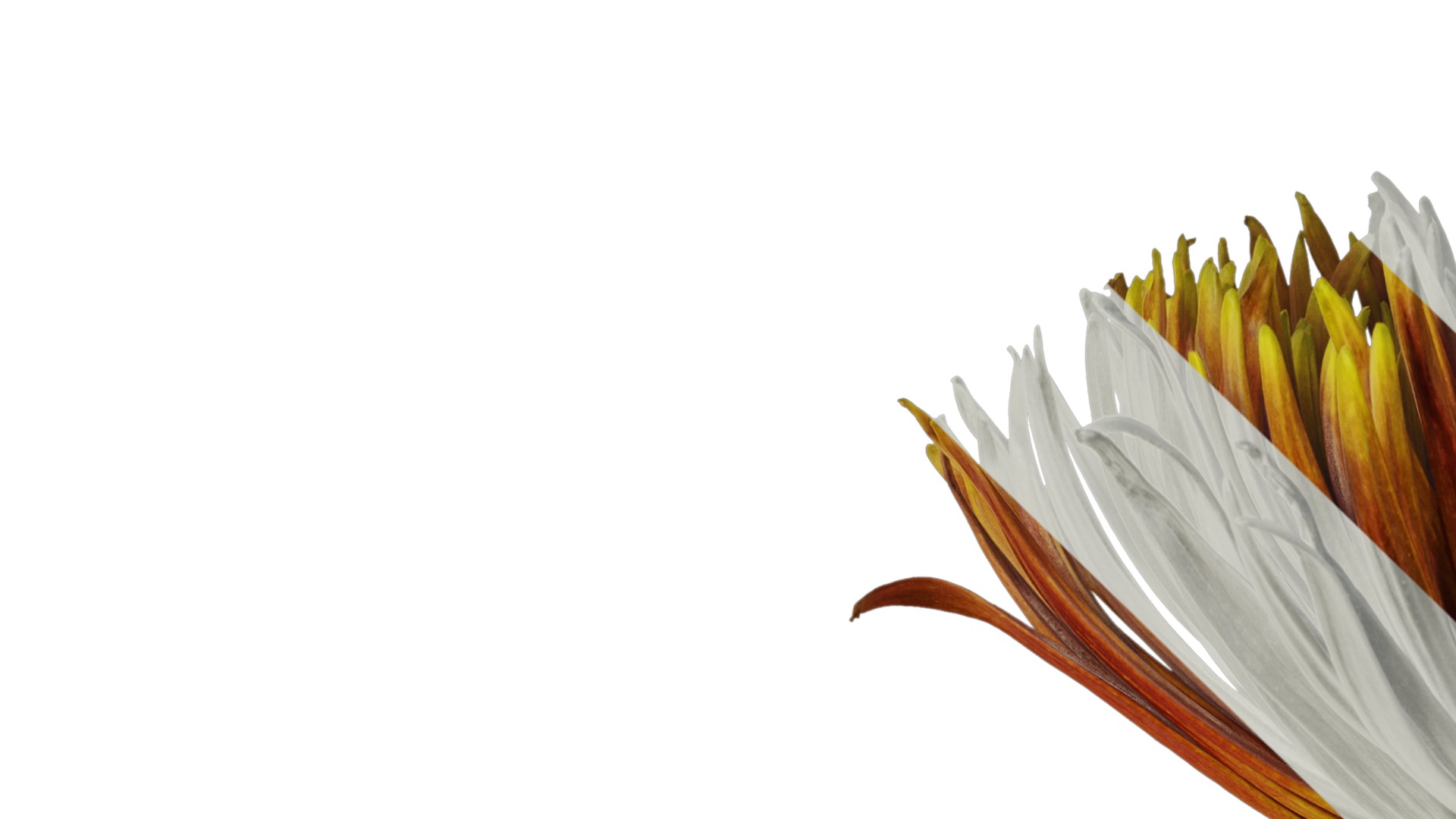 Anydrafts Callistephus chinensis Atlas 02 Texture_1