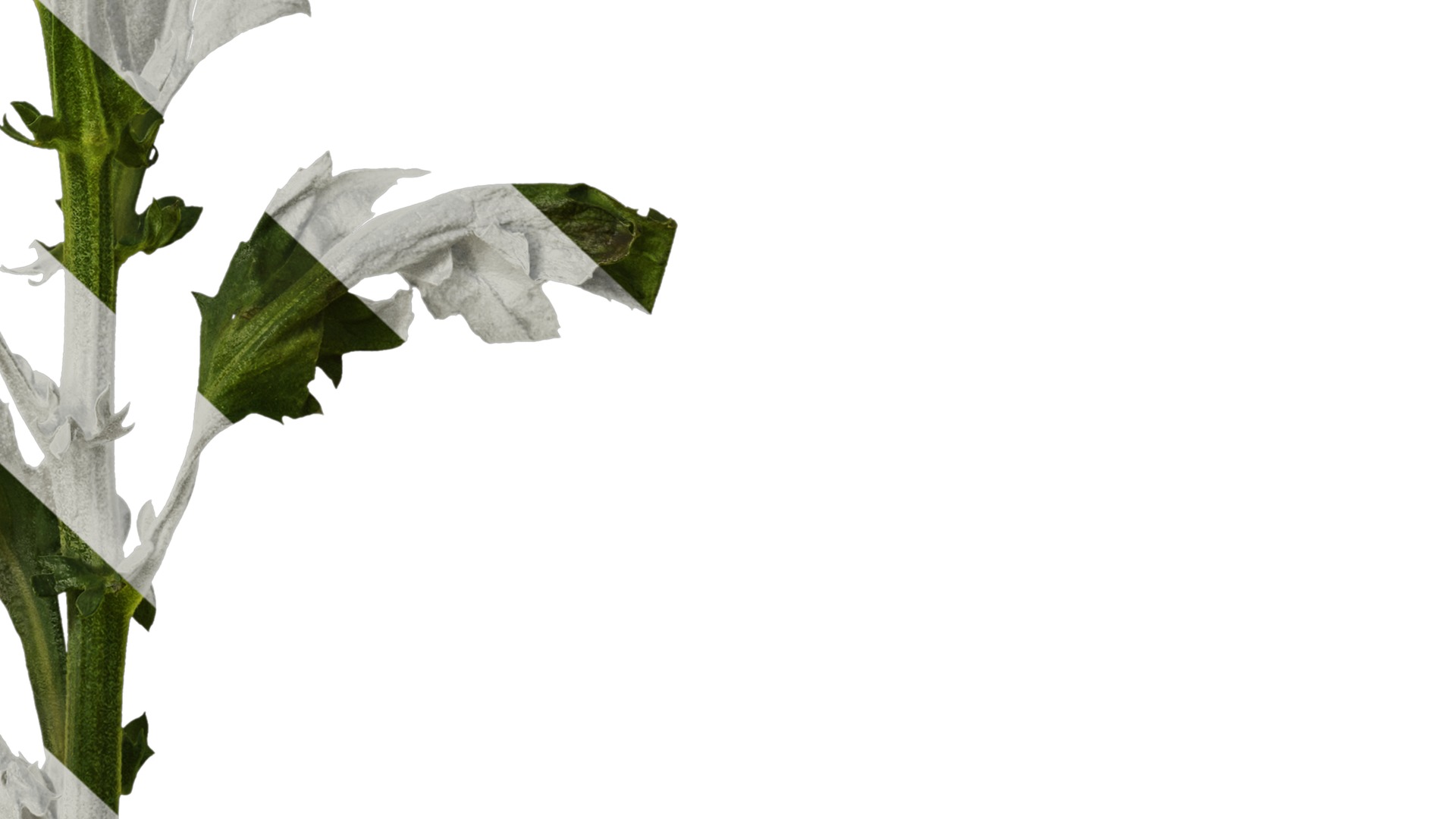 Anydrafts Callistephus chinensis Atlas 02 Texture_6