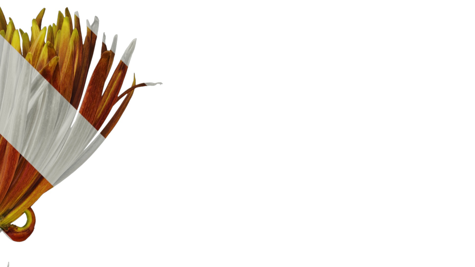 Anydrafts Callistephus chinensis Atlas 02 Texture_2