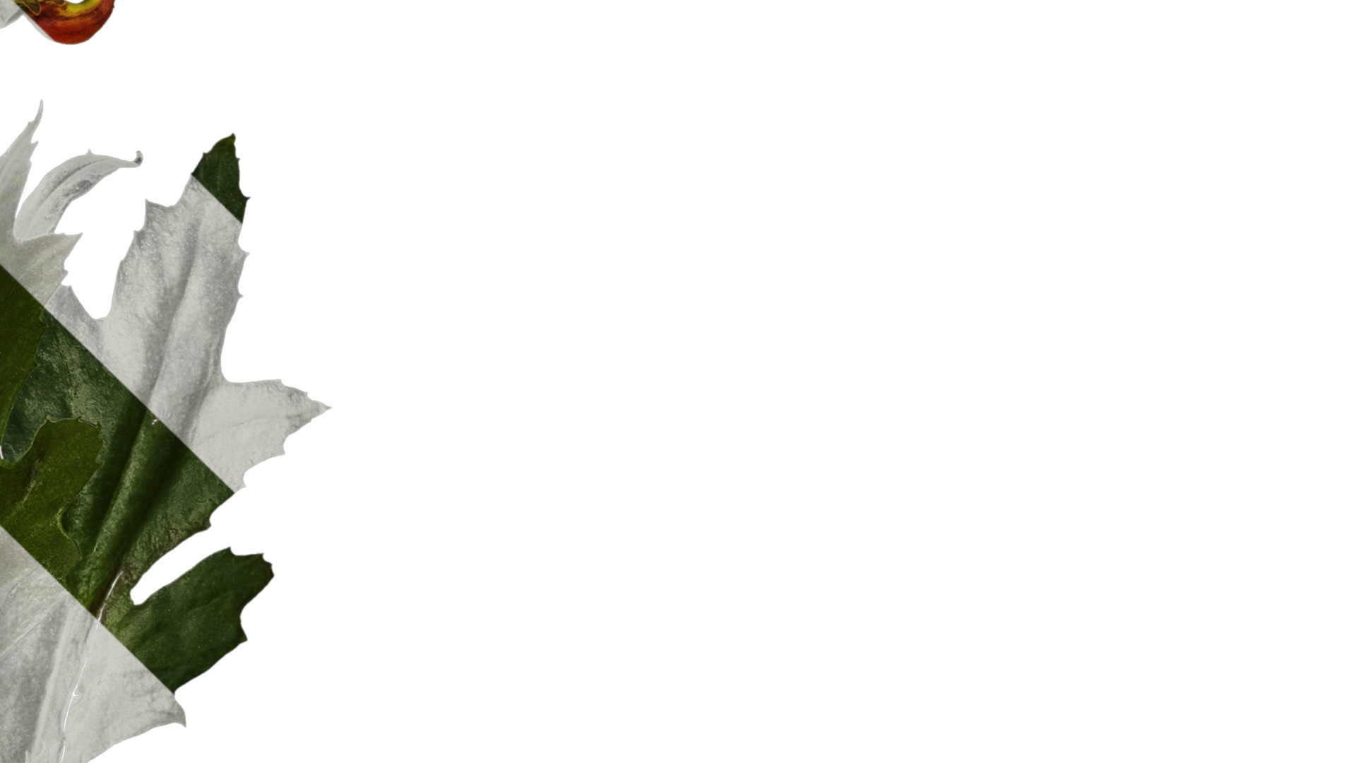 Anydrafts Callistephus chinensis Atlas 02 Texture_4