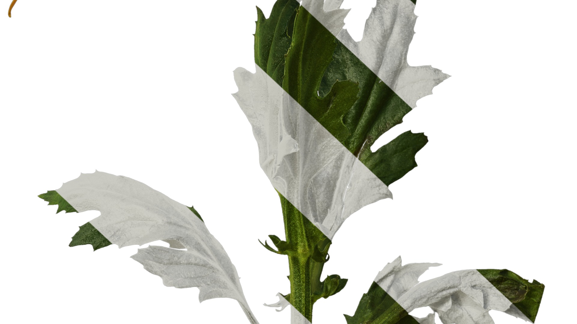 Anydrafts Callistephus chinensis Atlas 02 Texture_7