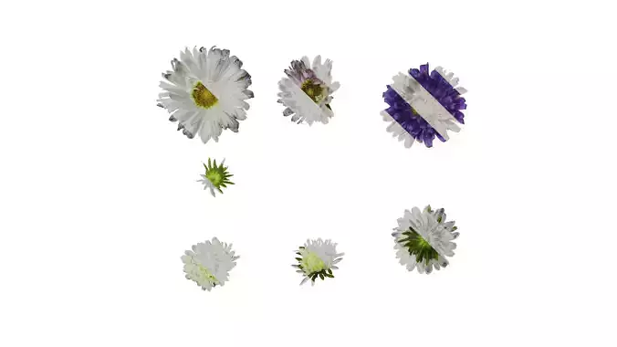 Anydrafts Callistephus chinensis Flower 01