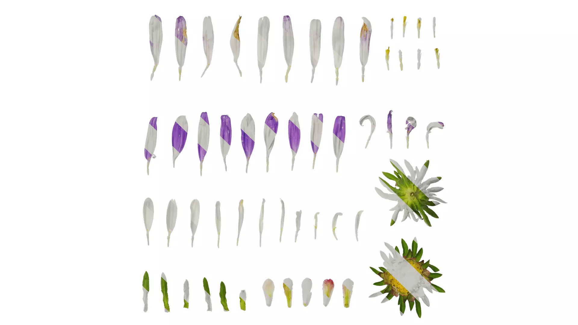 Anydrafts Callistephus chinensis Flower 02 Texture_0