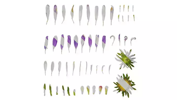 Anydrafts Callistephus chinensis Flower 02