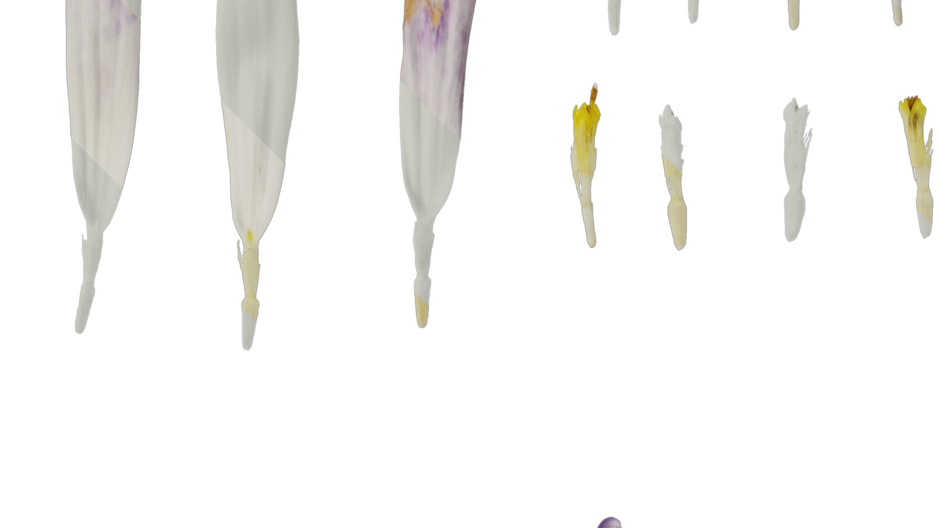 Anydrafts Callistephus chinensis Flower 02 Texture_2