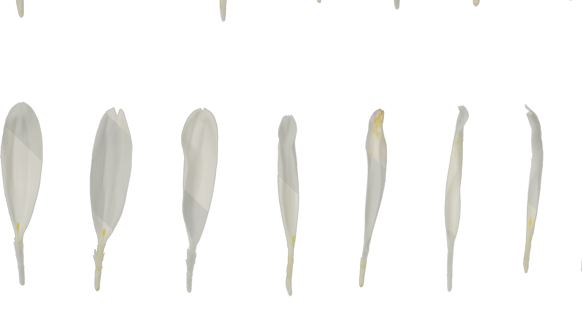 Anydrafts Callistephus chinensis Flower 02 Texture_5