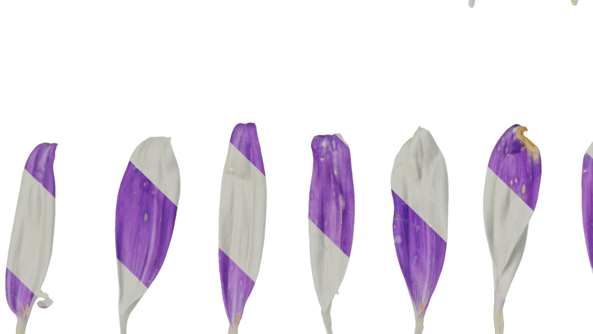 Anydrafts Callistephus chinensis Flower 02 Texture_3