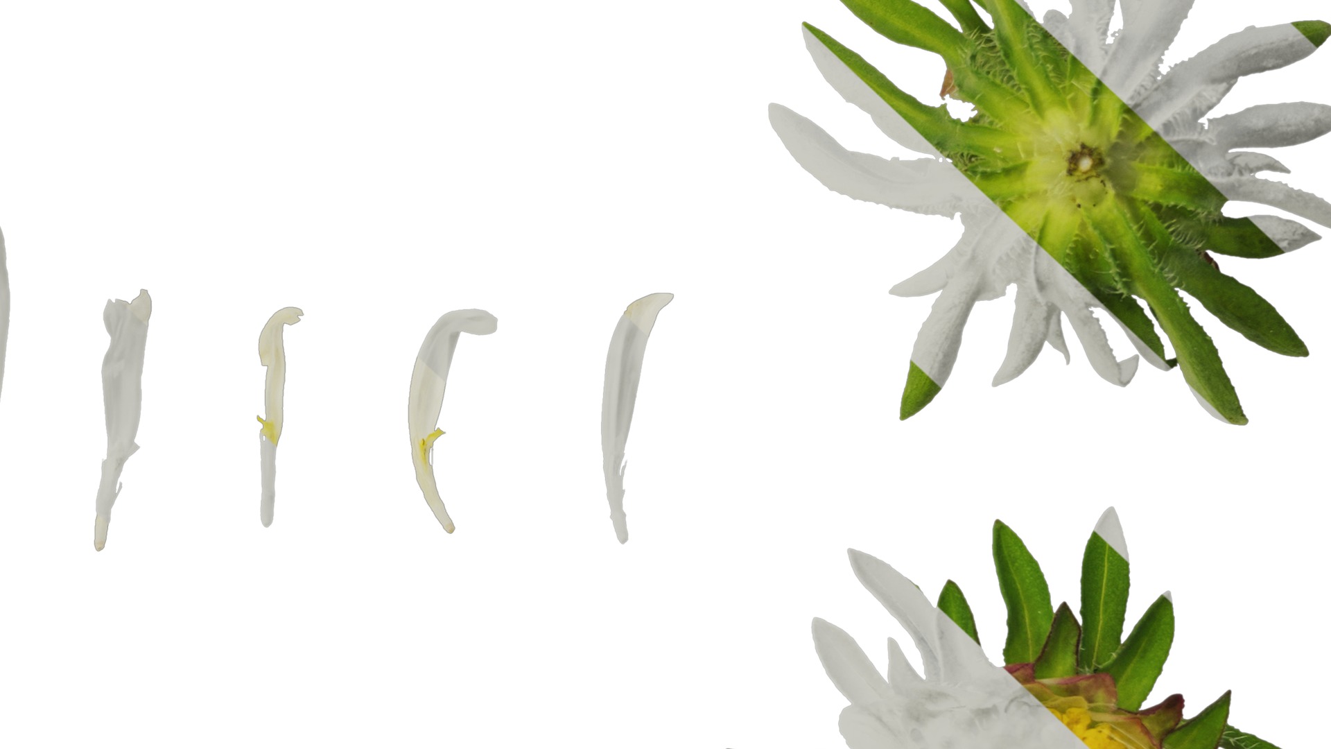 Anydrafts Callistephus chinensis Flower 02 Texture_6